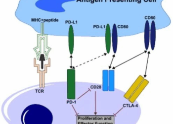 迎接PD-1激动剂的热潮