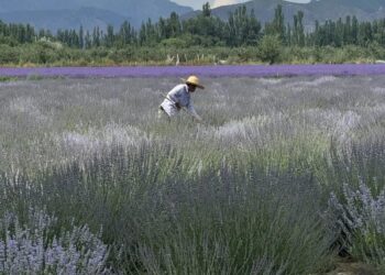 从理光到大疆，年轻人在追逐什么样的新相机