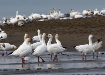 美国报告H5N5型禽流感致人死亡病例 据信为全球首例