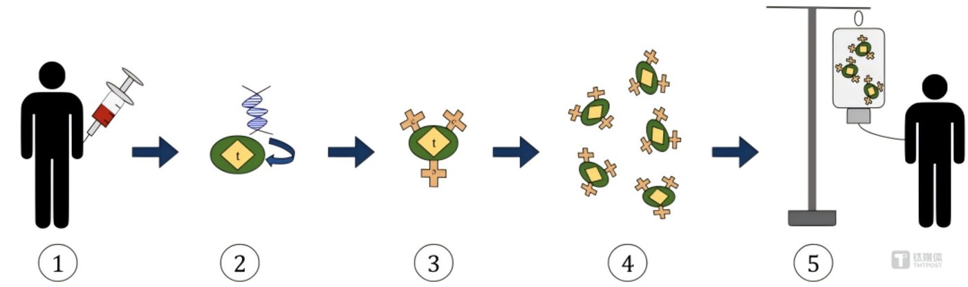 路径：从患者血液内分离T细胞（标识为T）—为T细胞引入具有嵌合抗原受体（标识为C）编码的基因—经过改造的T细胞现以可对特定的抗原做出反应—在组织培养中扩增经过改造的T细胞—为患者输入增经过改造的T细胞；图源：维基百科