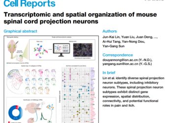 为什么你能感觉到烫、痒、疼？中科院神经所窦艳侬/孙衍刚团队首次绘制完整脊髓投射神经元图谱