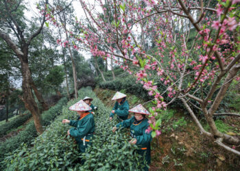 新华社经济随笔:一叶之变,「老茶」泡出新滋味