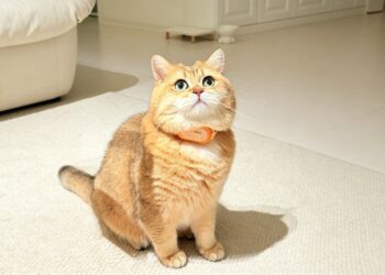 给猫做MBTI画像，17.9g的AI项圈能撬动百亿生意吗？
